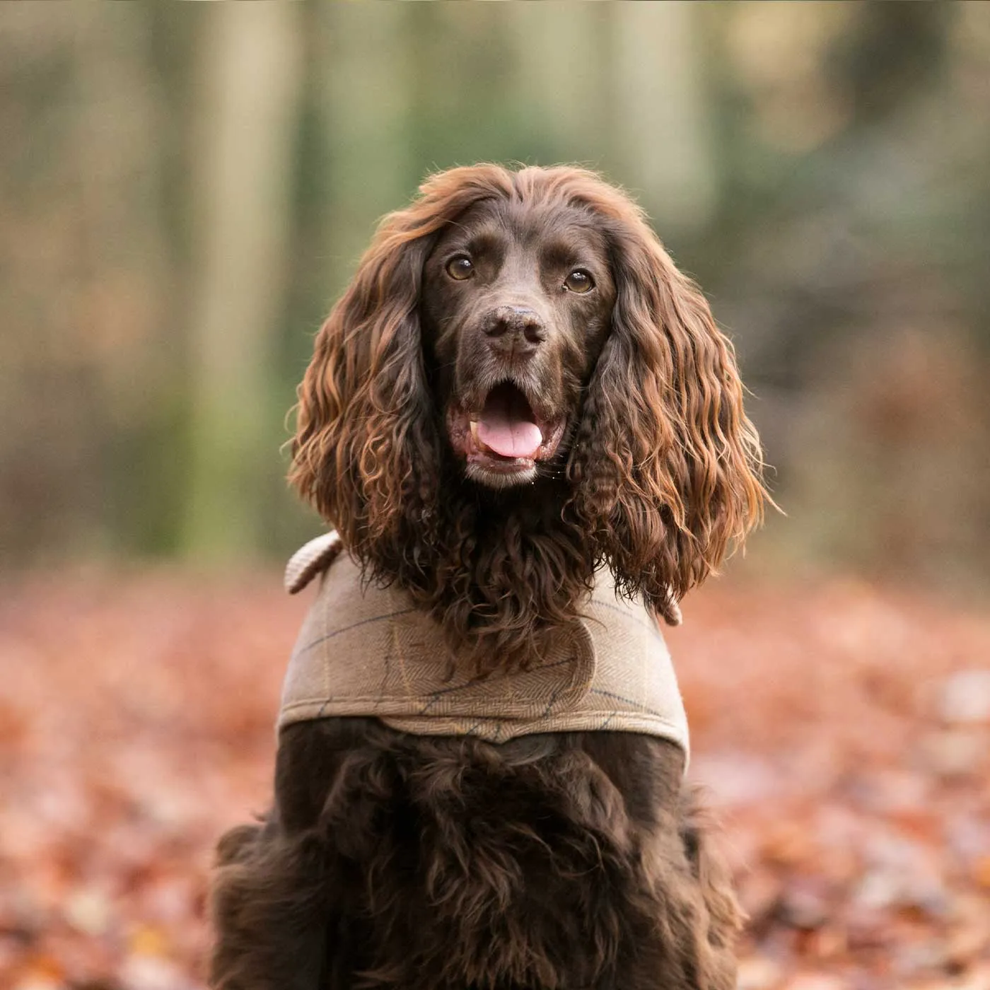 Hugo & Hudson Checked Tweed Jacket